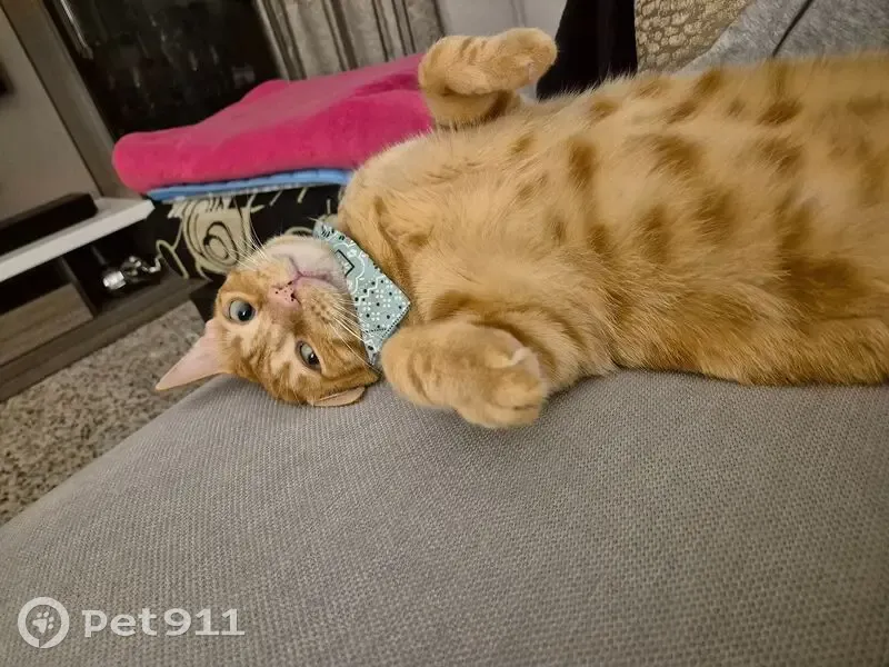 Perdido gato masculino, Calle Selenita, 11, Málaga, Malaga - rubio, ojos turquesa - photo