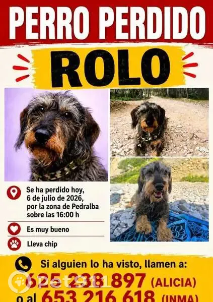 Perro perdido, Pedralba, Comunidad Valenciana, Valencia - Teckel macho de 12 años - photo