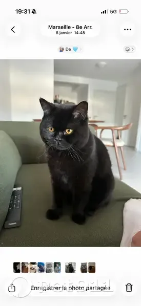 Chat perdu mâle, Boulevard Henri Loubet, Vitrolles - noir/marron, yeux jaunes - photo