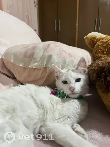 Perdido gato hembra con collar morado y manchita café, Durango, México - photo