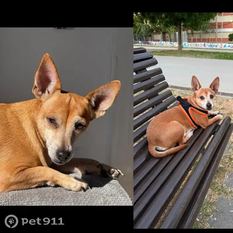 Perdido perro masculino, Carrer de Mossèn Tatcher, Terrassa, Tarragona — pequeño, marrón, de unos 6 kg - photo