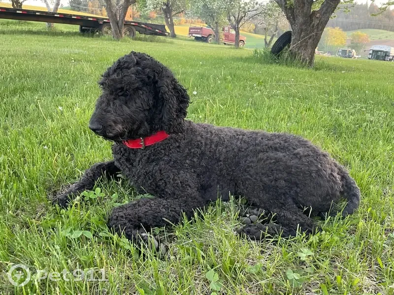 Lost dog, South Cree Drive, Spokane Valley - female black goldendoodle with a red collar - photo