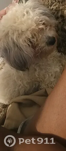 Lost dog, West Brown Street, 2424, Milwaukee - female, slit on left ear - photo