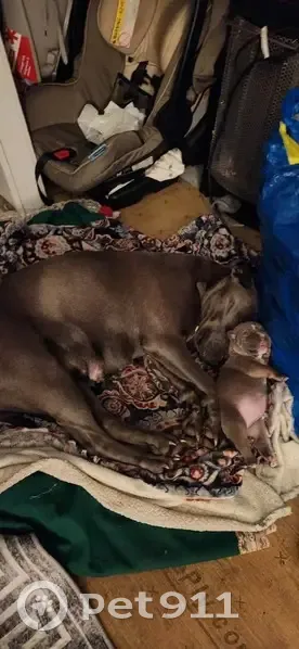 Lost dog, El Paso, Enid - 3 year old female blue pit - photo