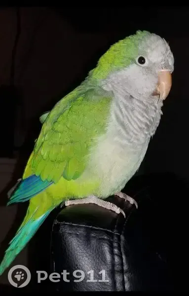 Lost Bird, 13th Avenue North, 542, Wisconsin Rapids - male, green, white and blue feathers - photo