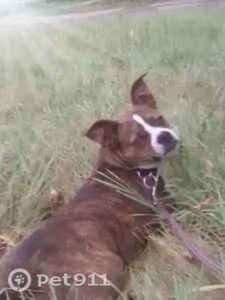 Lost dog, Marie Avenue East, West St. Paul - brindle female Frankie - photo