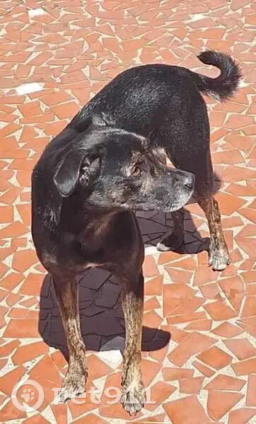 Perdido cachorro fêmea, Rua Pascoal Dias, São Paulo — vira-lata de porte médio, 3 anos - photo