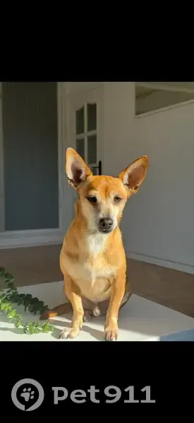 Perro perdido, Carrer de Sant Cugat, Terrassa - macho chihuahua mezcla marrón llamado Zape - photo