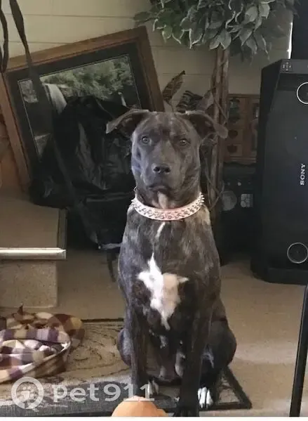 Lost dog, Morphett Road, Dover Gardens, Adelaide - female staffy x kelpie, microchipped - photo