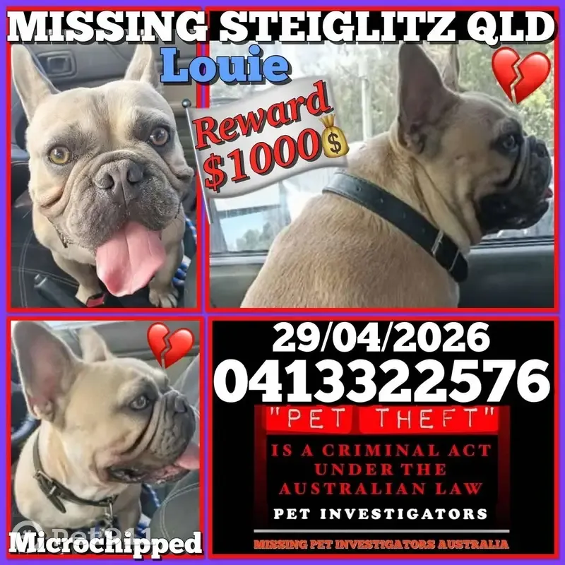 Lost dog, Steiglitz Road, Jacobs Well - male, fawn coat, green eyes - photo