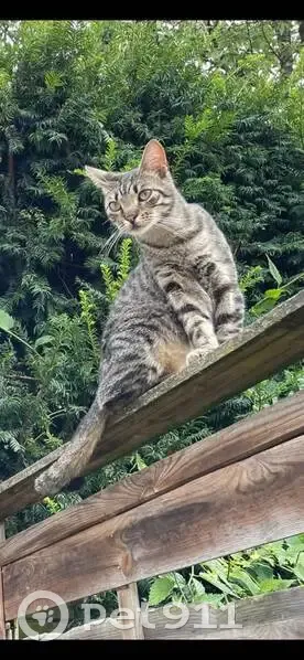 Chat perdu mâle, Rue Gambetta, 26, Villeneuve-d'Ascq - tigré et craintif - photo