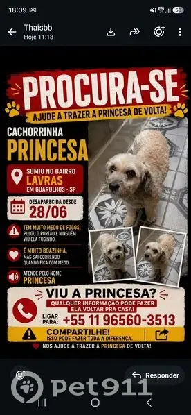 Perdido cachorro fêmea, Rua Uibai, 213 - pelo bege grosso, dócil - photo