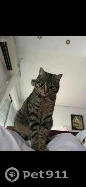Perdido gato masculino, Calle Argentina, 43, Carranque, Parla - atigrado y muy flaquito - photo