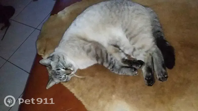 Chat perdu, Le Petit Chevrigné, 9, Saint-Hilaire-des-Landes, Paris - femelle, yeux bleus - photo