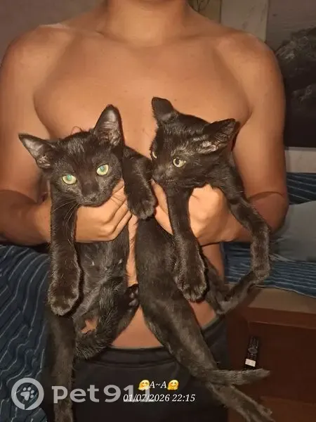 Gato encontrado macho, Calle Miradores, 2, Garrucha, Aguilas - negros de 3 meses - photo