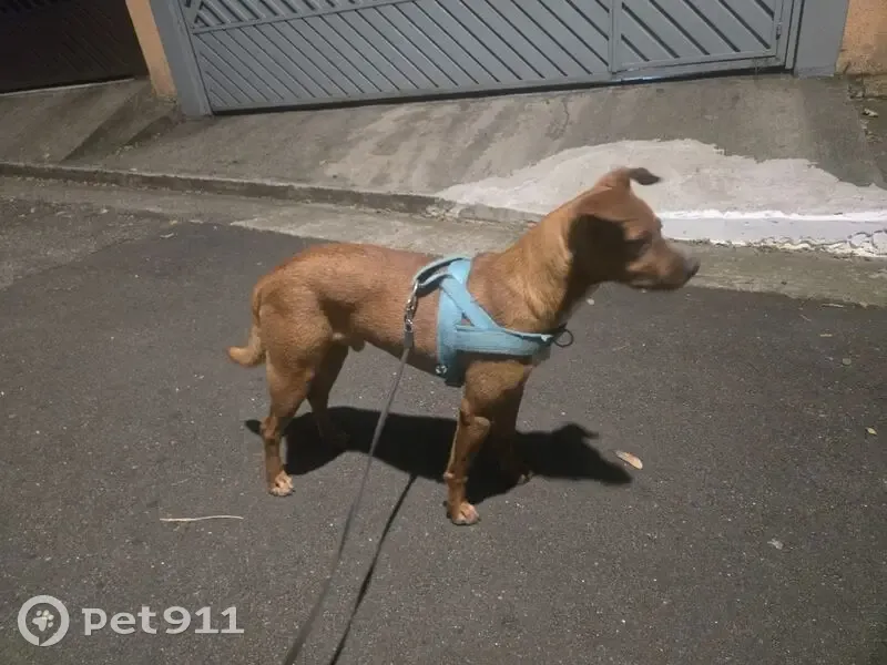 Encontrado cachorro macho em Rua Francisco da Boaventura, São Paulo — filhote dócil - photo