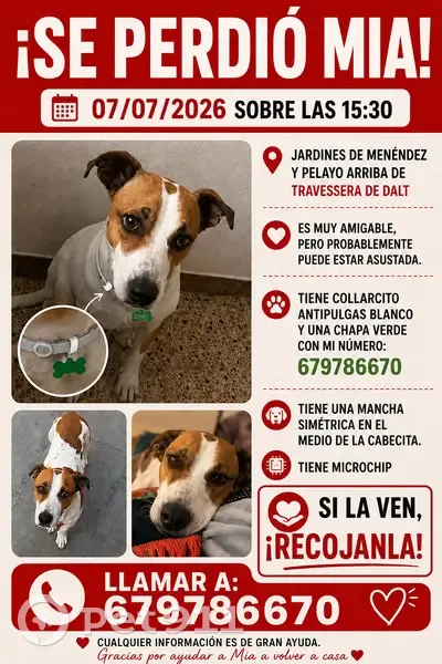 Perdido perro hembra, Travessera de Dalt, 39X, la Vila de Gracia, Barcelona - mancha simétrica en la cabeza - photo