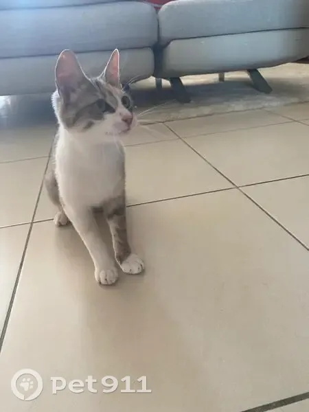 Chat perdu, femelle, Choisy-le-Roi - patte blanche, autre tigrée, yeux vert jaune - photo
