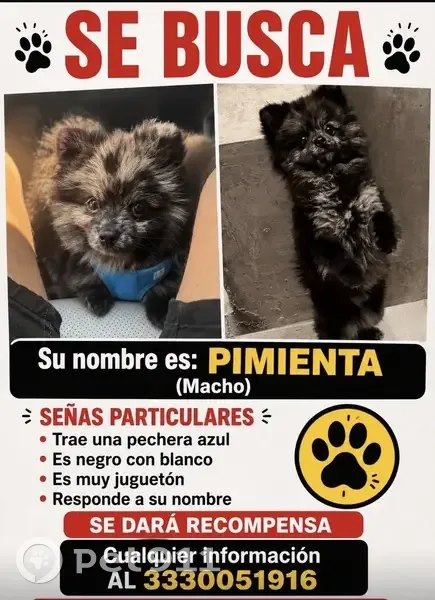 Perro perdido macho, Avenida Jacarandas, 42, Zapopan - pomerania pequeño - photo