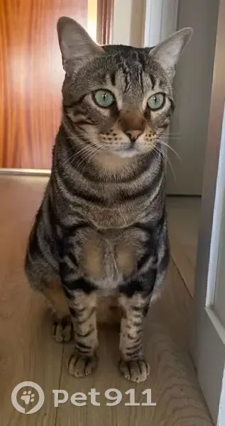 Perdido gato masculino, Calle Porto Lagos, Alcorcón, Pozuelo de Alarcon - cariñoso y ojos verdes - photo