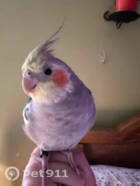 Lost bird, Woods Edge, 3218, Walworth - male, gray and white with yellow-gray head - photo