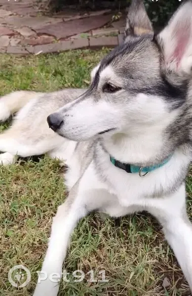 Lost dog, West University Avenue, 2100, Wichita - female husky with a teal collar - photo