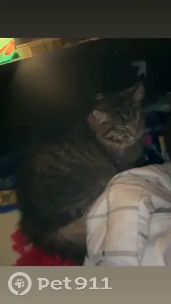 Lost cat, North Woody Drive, 26925, Phoenix - black and grey striped tabby, very fluffy - photo