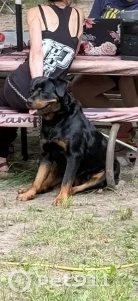 Lost dog, Melrose Street, 15172, Livonia, Southfield — female Rottweiler, very friendly - photo