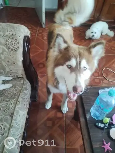 Perdido perro hembra, Calle Nogal, 603, Chihuahua - husky pelirroja de ojos azules - photo