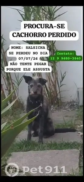 Perdido cachorro macho, Jardim das Nações, Taubaté - SP, Brasil - muito assustado - photo
