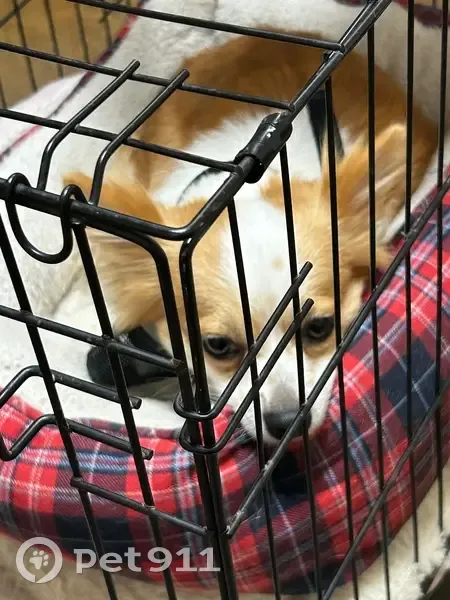 Lost dog, Little Rock - brown and white, very fast, may bite in self-defense - photo