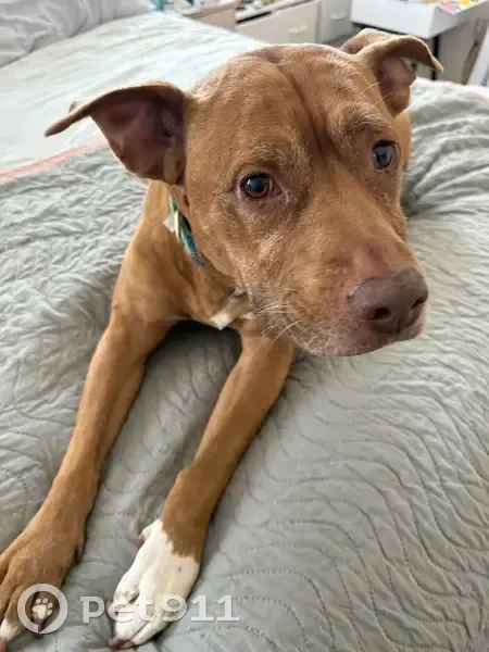 Lost dog, John Ralston Road, Atascocita, Houston - female - photo