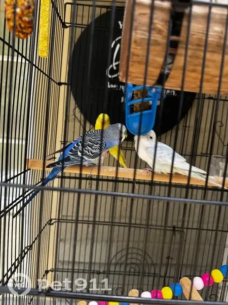 Lost bird, Antigua Drive, 3900, Dallas - two parakeets, yellow and white - photo