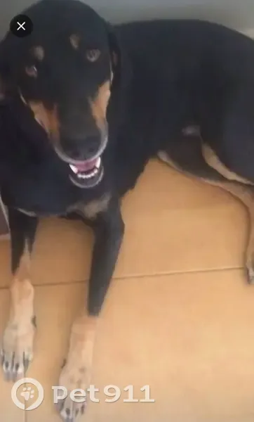 Perdido perro hembra, El Escobar, Región de Murcia, Torrelavega - collar turquesa - photo