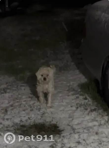 Lost dog, Kenesaw Drive, 2606, Dallas - female, white/cream - photo