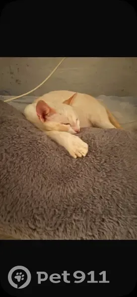 Gato perdido macho, Camino las Lomas, 39, Roquetas de Mar, Roquetas de Mar - ojos azules y cola un poco naranja - photo