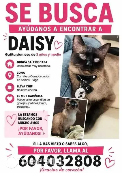 Perdido gato hembra, Estrada Camposancos, 487, Vigo - tipo siamés de dos años y medio - photo