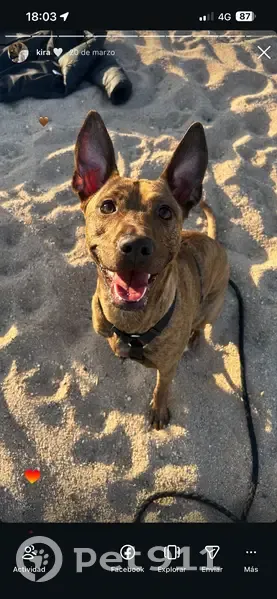 Perdido perro hembra, Carrer de Matas, 54, Tiana, Badalona - perrita mediana atigrada marrón - photo