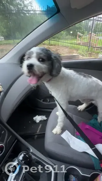 Found dog, Akron, Ohio — male, white and gray, pink collar - photo