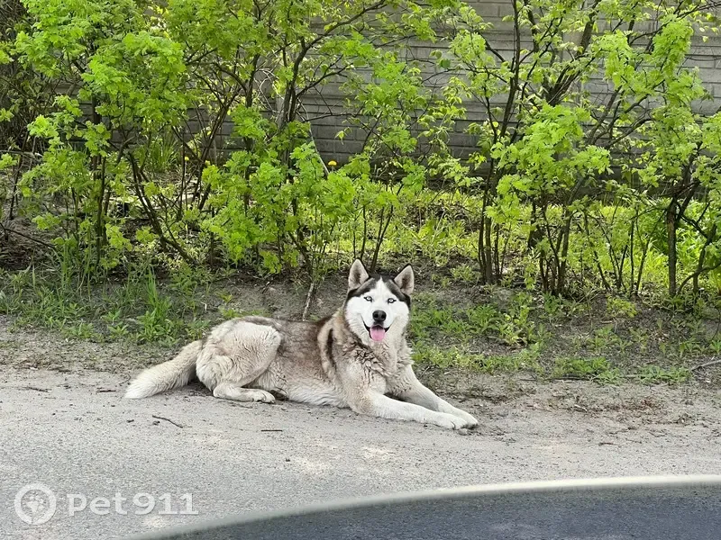 Зникла собака, Герасимівська вулиця, Харків — відгукується на ім’я Боря, світлі очі - photo
