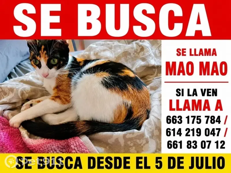 Perdido gato hembra, Calle Patricio Perez, 62, Torrevieja - pequeña y de varios colores - photo