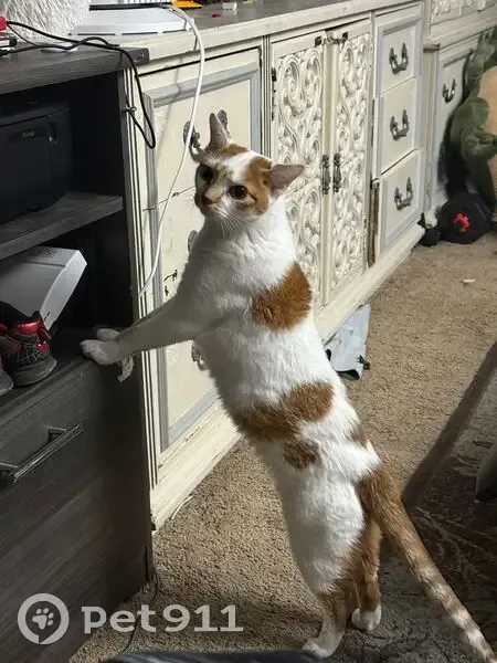 Lost cat, Trenton Road, 604, Pemberton Township, Beverly - female, vaccinated - photo