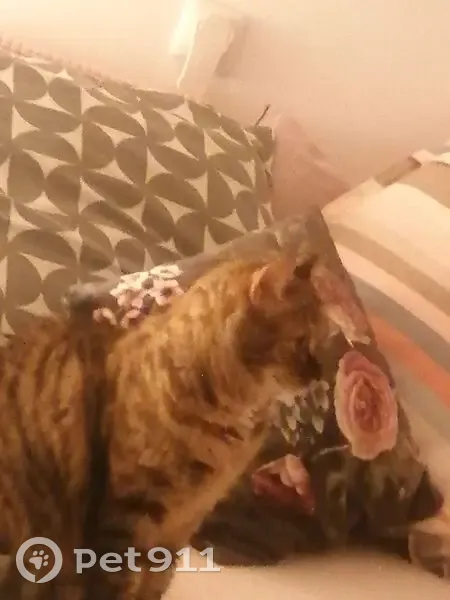 Chat perdu, Rue des Sarrazins, 35, Lille - femelle tigrée marron, très timide - photo