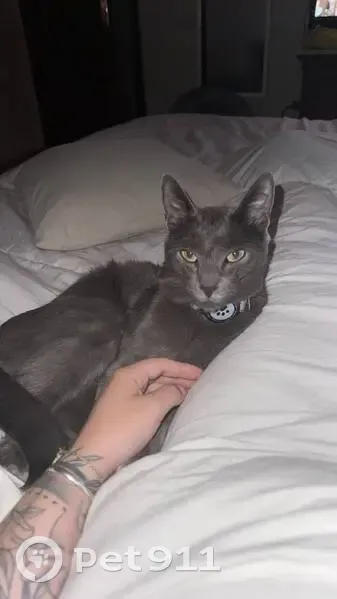 Perdido gato masculino, Rúa Crisantemo, 3, Vigo - muy mimoso y escurridizo - photo
