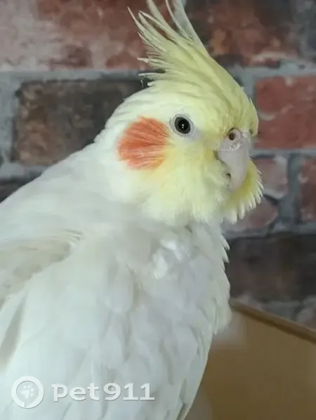 Perdue oiseau femelle, Chemin Saint-Peyre, 4, Ennezat - très proche de son humain - photo