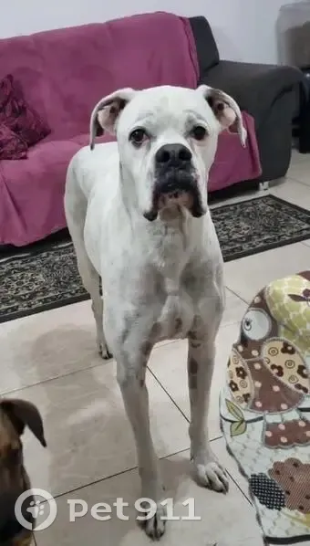 Perdido cachorro macho, Cotia, São Paulo - Boxer branco com rabo curto - photo