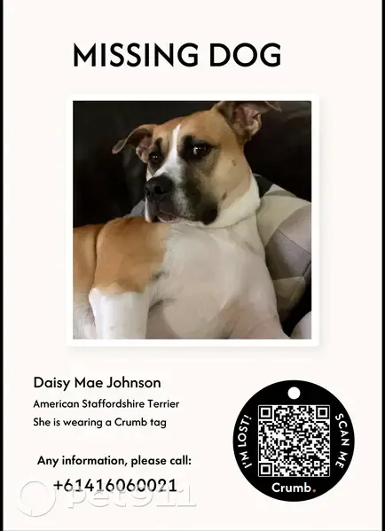 Lost dog female, Half Moon Terrace, 10, Wyndham City, Hobsons Bay - tan and white chest, white paws - photo