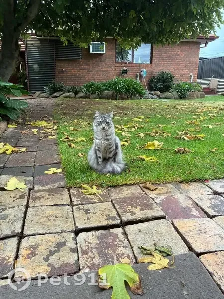 Lost cat, Callanan Drive, 39, Melton - male domestic short hair - photo