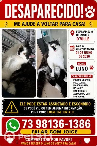 Perdido gato macho, Travessa Noroeste, Bahia - pelo longo e mancha preta no nariz - photo