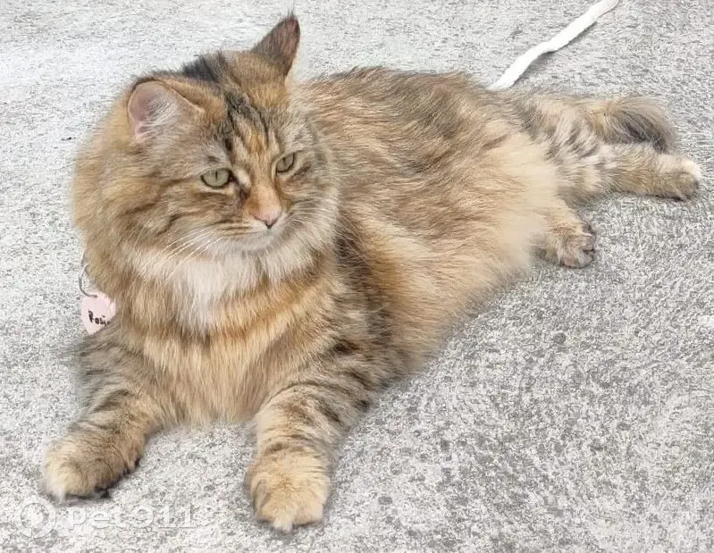 Lost cat, Low Street, Georges River Council - photo